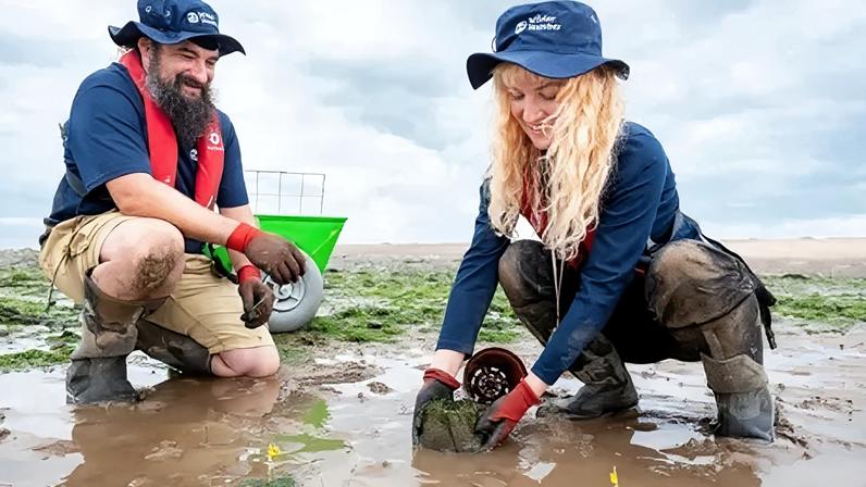 A man and a woman crouched down in mud by a river planting seagrass. The man has a dark-coloured beard. The woman has long blonde hair. Both are wearing blue shirts and hats. A green wheelbarrow stands behind them. The sky is cloudy.