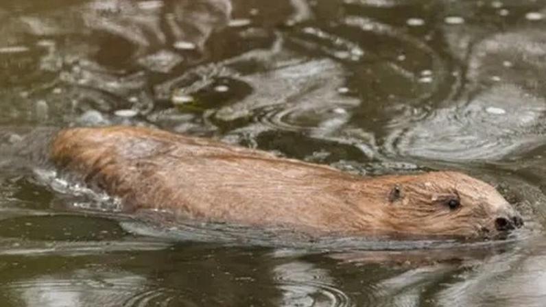 James Beck A brown beaver swims through dark water on a rainy day. Water droplets are visible on the surface of the river.
