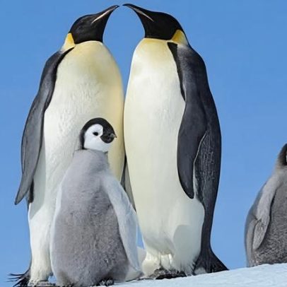 Pinguins-imperadores mudam plumagem para sobreviver; cientistas temem mortalidade