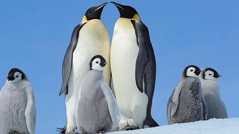 Emperor Penguins are likely more at risk from climate change than any other air-breathing Antarctic animal