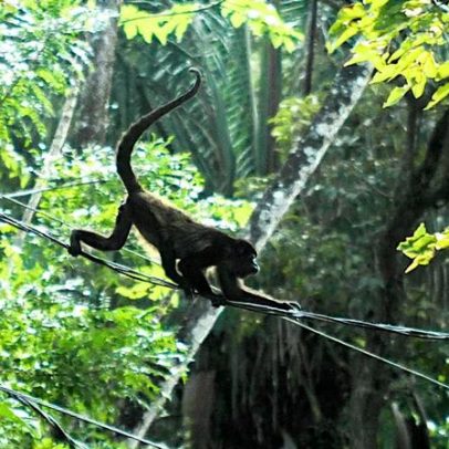 Corte Suprema Costa Rica ordena medidas para proteger fauna de linhas elétricas