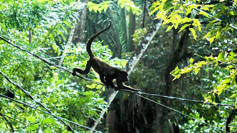 A howler monkey crossing power lines in Costa Rica. Image by Rhett A. Butler/ Mongabay.
