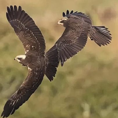Harriers de Charco encontram novo lar na reserva costeira de Solway
