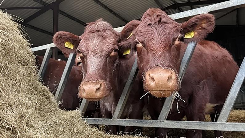 Agriculture is the biggest contributor of greenhouse gases in Northern Ireland