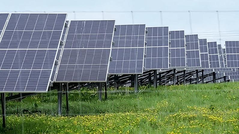 Rows of solar panels in a field of grasses and yellow wild flowers. There is a light blue sky in the background.