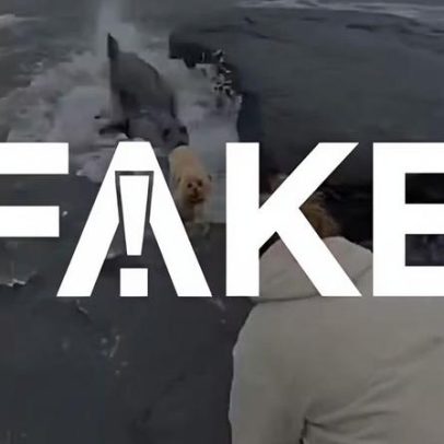 Vídeo com foca arrastando cachorro é criação de IA