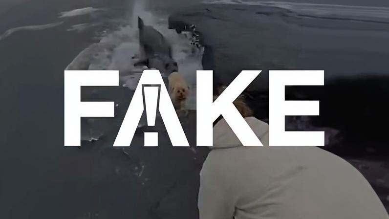 É #FAKE vídeo de foca saindo do mar e arrastando cachorro para dentro da água; cena foi feita com inteligência artificial — Foto: Reprodução