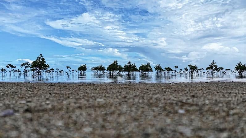 Mangroves on Vanua Levu Island, Fiji. Image by Rhett A. Butler/Mongabay.