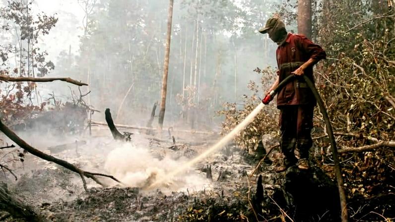 A firefighter puts out fires in a peatland in Indonesia.