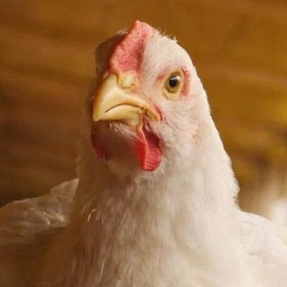 GTF obtém R$ 375 milhões em CRA para ampliar escala industrial e novos produtos