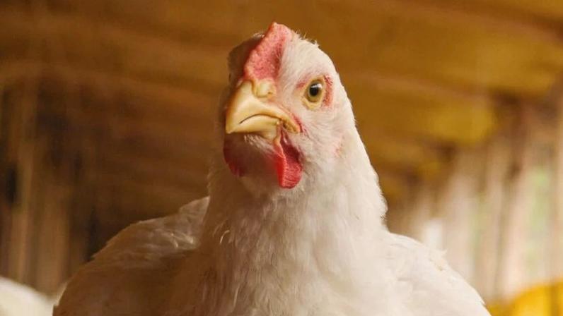 GTF obtém R$ 375 milhões em CRA para ampliar escala industrial e novos produtos