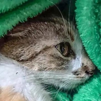 Mulher é presa após arremessar gata do 12º andar em prédio de Curitiba