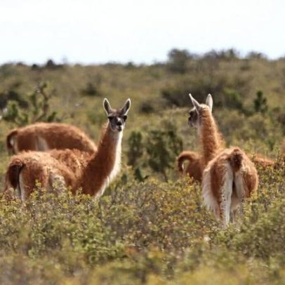 Retorno de guanacos ao Gran Chaco reacende debate sobre translocação de fauna