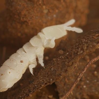 Pesticidas em 70% dos solos europeus prejudicam vida benéfica, aponta estudo