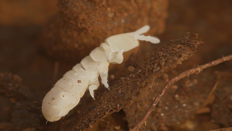 Soil-dwelling springtails – tiny, insect-like arthropods of the class Collembola – are vulnerable to pesticides. Image by Alandmanson via Wikimedia Commons (CC BY-SA 4.0).