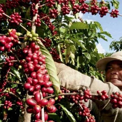Conab prevê colheita recorde de café com alta de 17,1% em 2026