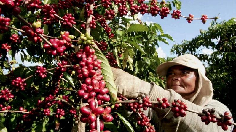Capacitação leva boas práticas trabalhistas à cafeicultura brasileira