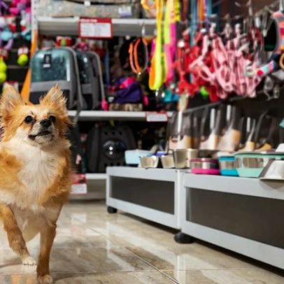 A segunda loja é o verdadeiro teste para o empreendedor de pet shop