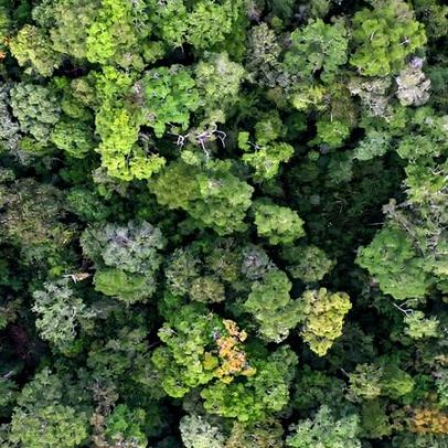 Como restaurar florestas com eficácia usando boas práticas