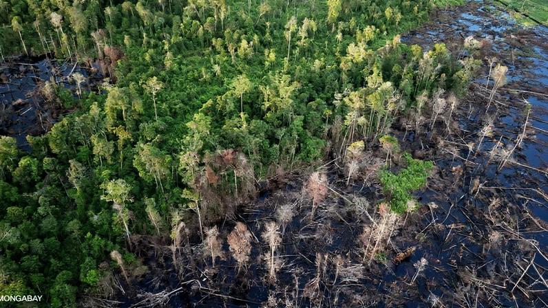 Drained, cleared, and burned peat forest in Indonesian Borneo. Photo by Rhett A. Butler