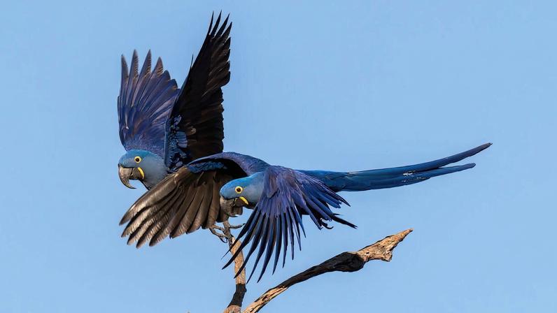 A pair of hyacinth macaws (Anodorhynchus hyacinthinus), listed as vulnerable by the IUCN.