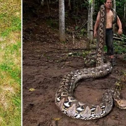 Maior cobra selvagem do mundo precisa de 9 homens para ser carregada