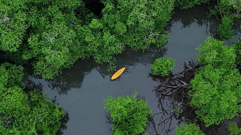 For more than a year, dozens of environmental groups have been fighting the construction of a controversial port in Panama, arguing that it will harm marine life and the mangroves they depend on. Now, two of those groups have had their assets seized amid lawsuits filed by the port’s developer — a move environmental advocates say is highly unusual.