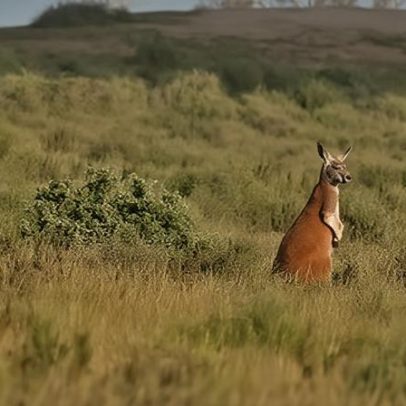 Austrália gasta US$18 bilhões a mais prejudicando a natureza, aponta estudo