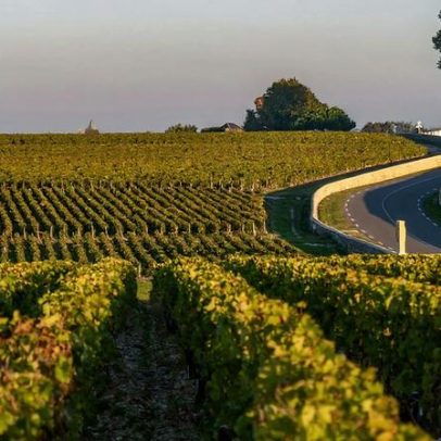 Recuperação dos vinhos brancos de Bordeaux merece atenção