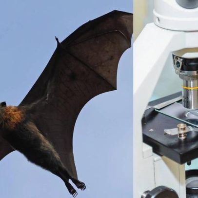 Vírus Nipah: raposas voadoras, outros hospedeiros e o risco de transmissão