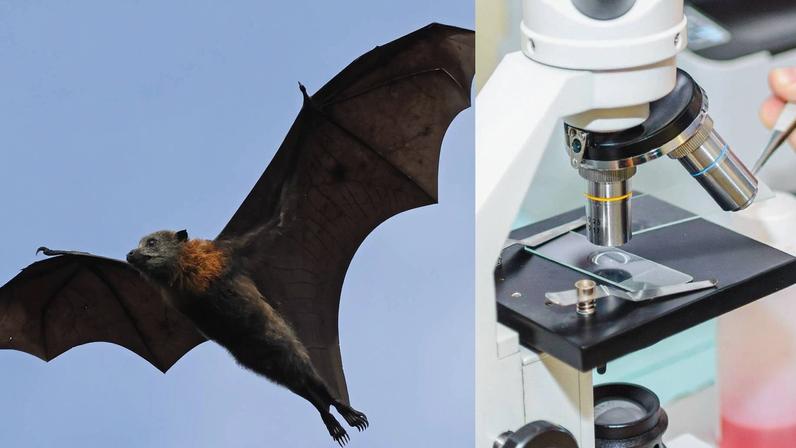 Morcegos como hospedeiros e o risco do Nipah no Brasil