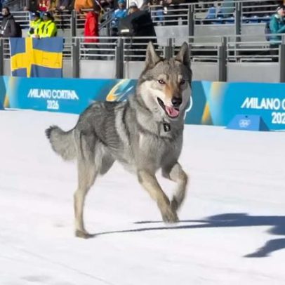 Cachorro local interrompe Olimpíadas, persegue câmera e conquista público