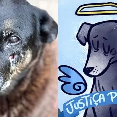 MP pede exumação do cão Orelha e novas diligências