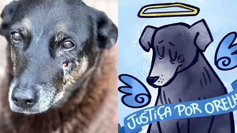 O cachorro Orelha morreu após ser vítima de agressões na Praia Brava, em Florianópolis. Créditos: Reprodução/@floripa_estacomvcorelha, @peachzmilk