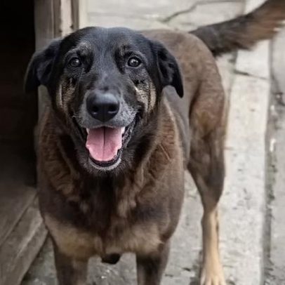 MP aponta lacunas em inquérito sobre cão Orelha e pede novas diligências