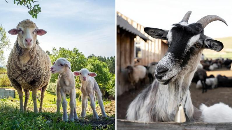Com diferenças marcantes de comportamento, ovelhas e bodes têm muito a ensinar sobre caráter e vida em família (Foto: Freepik)