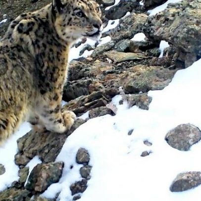 Em busca do leopardo-dos-neves no Uzbequistão