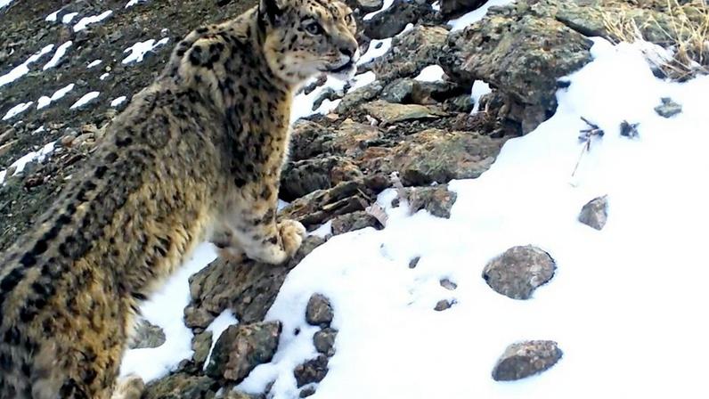 In search of the elusive snow leopard in Uzbekistan