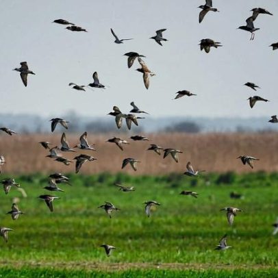 Aquecimento e agricultura aceleram perdas de aves na América do Norte