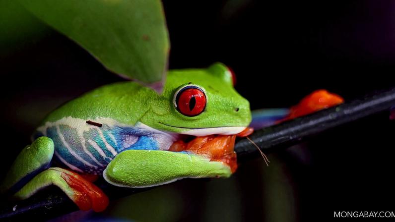 Amphibians for sale online.