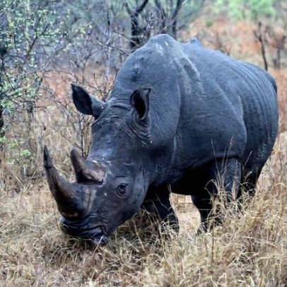 Plano improvável de zoológico da Flórida preserva visão de rinoceronte selvagem