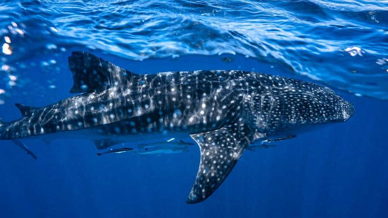 A whale shark (Rhincodon typus).