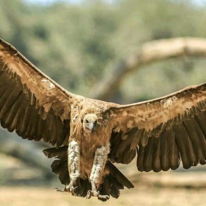 Zonas seguras de abutres na África enfrentam desafio em vastos territórios