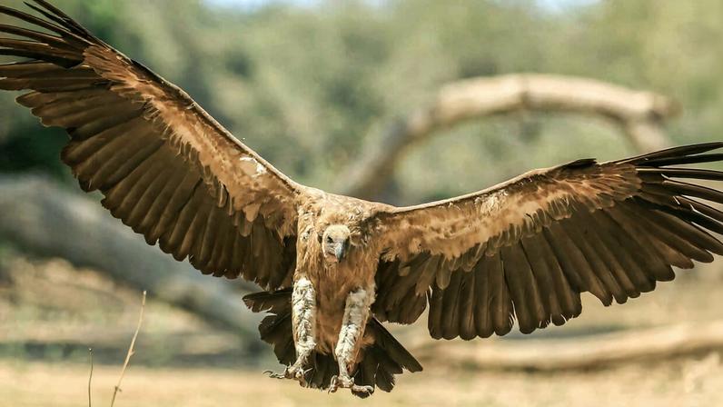 A white-backed vulture in Zimbabwe. Image by Chris Collyer/ Birdlife Zimbabwe.