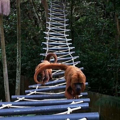Pontes de dossel na América do Sul são linha de vida para fauna arbórea