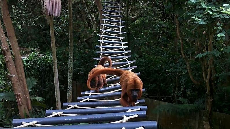 Pontes de dossel na América do Sul são linha de vida para fauna arbórea