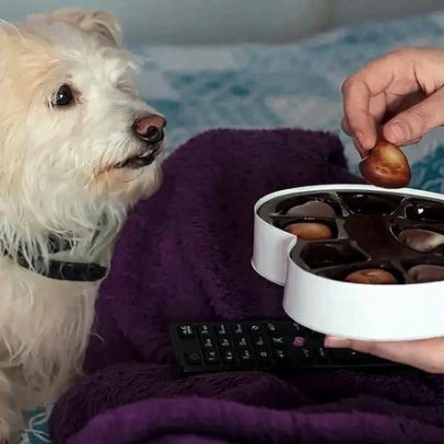 Por que cães não podem comer chocolate