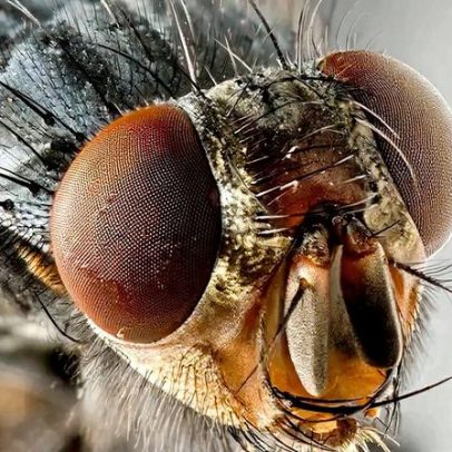 Moscas da Amazônia podem sumir antes de serem descritas pela ciência