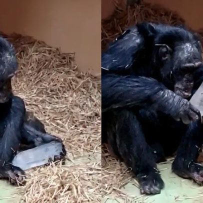 Chimpanzés apreciam cristais e o que isso revela sobre nós