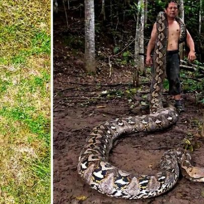 Maior cobra selvagem já medida entra para Guinness com mais de 7 metros